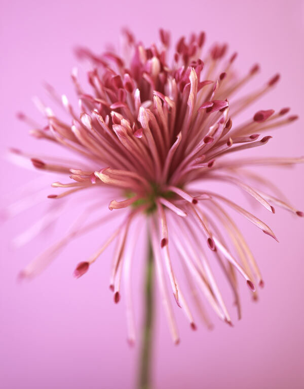 chrysanthemum-carrousel-color-ron-van-dongen-7885496