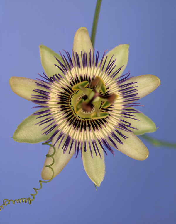 passiflora-c-blue-crown-color-ron-van-dongen-5862334