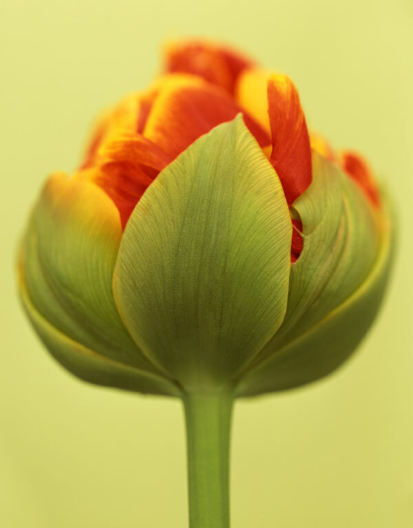 tulipa-cilesta-color-ron-van-dongen-2250764