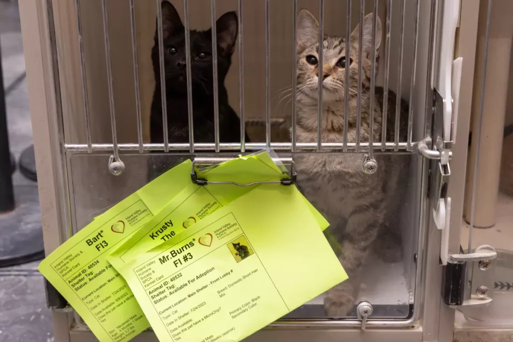 Cats in the shelter in Ponoma