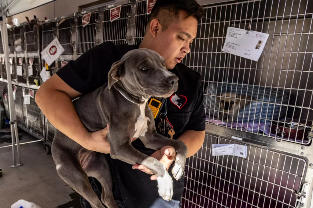 Animal care technician and a pit bull